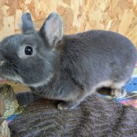 Femelle lapin nain, 5 mois