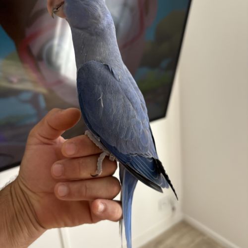 Perruche à collier #1