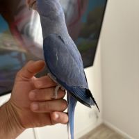 Perruche à collier #1