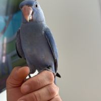 Perruche à collier
