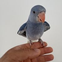 Perruche à collier #4