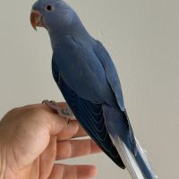Perruche à collier #5