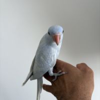 Perruche à collier #7