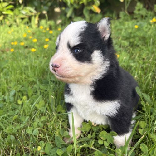 Pomsky chiots à réserver #6