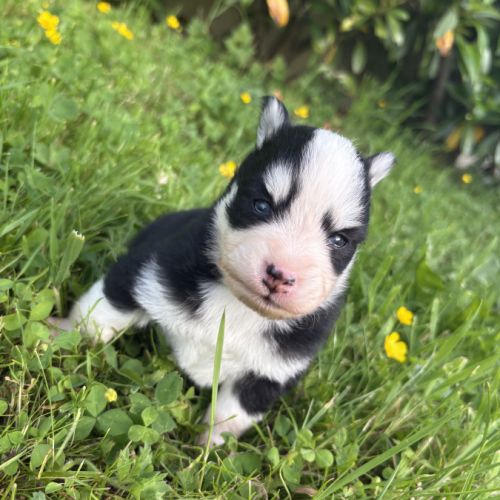 Pomsky chiots à réserver #7