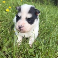 Pomsky chiots à réserver #3