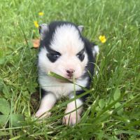 Pomsky chiots à réserver #4