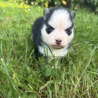 Pomsky chiots à réserver #5