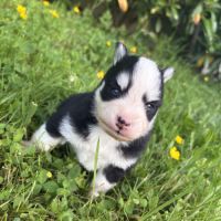 Pomsky chiots à réserver #7