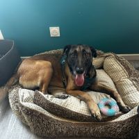 Ursu le malinois #2