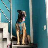 Ursu le malinois