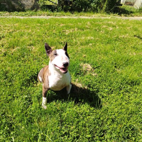 Mâle bull terrier miniature #1