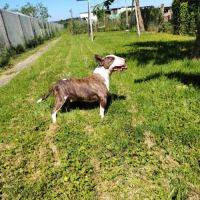Mâle bull terrier miniature
