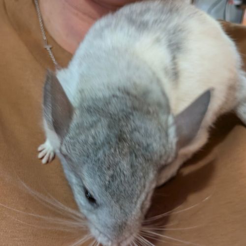 Chinchilla femelle #3