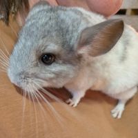 Chinchilla femelle #0