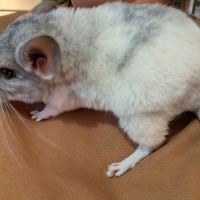 Chinchilla femelle #2