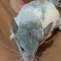 Chinchilla femelle #3