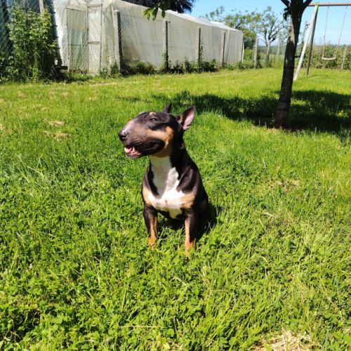 Femelle bull terrier miniature #1