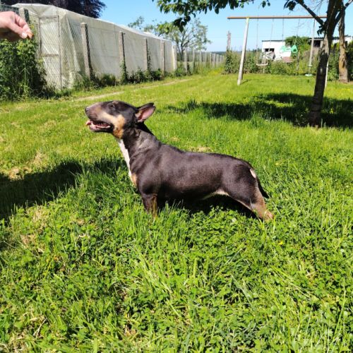 Femelle bull terrier miniature #0