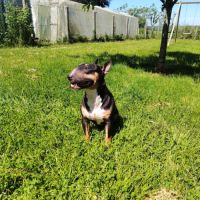 Femelle bull terrier miniature #1