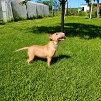 Femelle bull terrier miniature #1