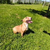 Femelle bull terrier miniature