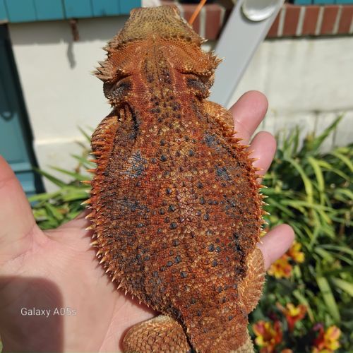 Vente pogona femelle demi red monster