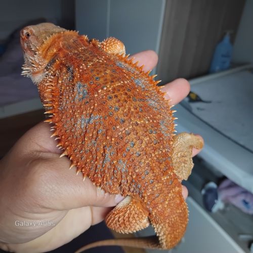 Vente pogona femelle demi red monster #2