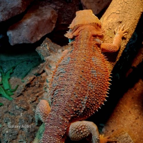 Vente pogona femelle demi red monster #3