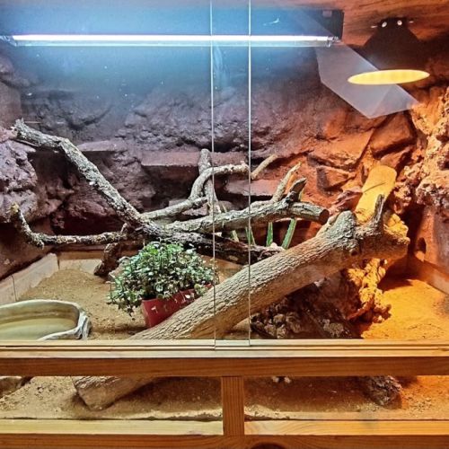 Vente pogona femelle demi red monster #4