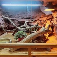 Vente pogona femelle demi red monster #4