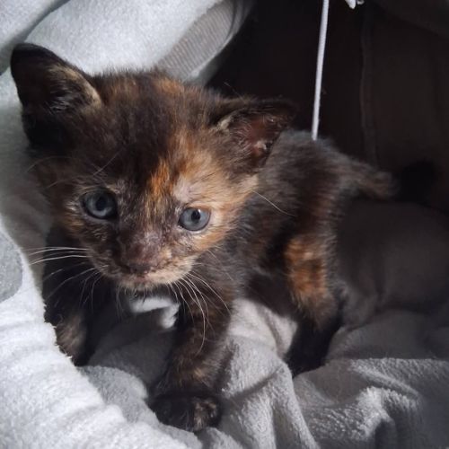 Chaton noisette