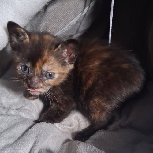 Chaton noisette #2