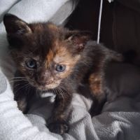 Chaton noisette #0