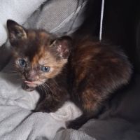 Chaton noisette #2
