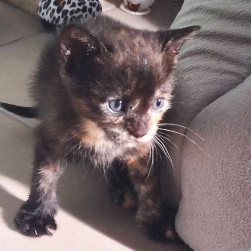 Chaton comète