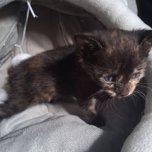 Chaton comète #2