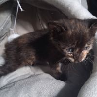 Chaton comète #2