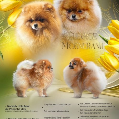4 spitz allemand nain (loulou de poméranie). #6
