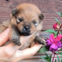 4 spitz allemand nain (loulou de poméranie). #1