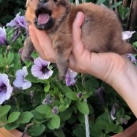 4 spitz allemand nain (loulou de poméranie). #3