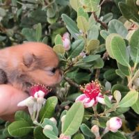4 spitz allemand nain (loulou de poméranie). #4