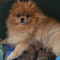 4 spitz allemand nain (loulou de poméranie).