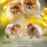 4 spitz allemand nain (loulou de poméranie). #6