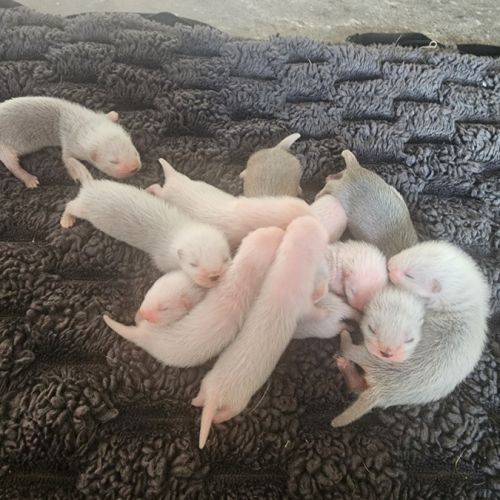 Bébé furet