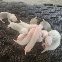 Bébé furet