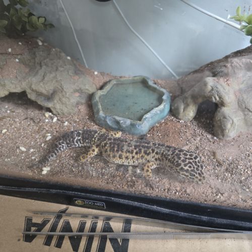 A l'adoption - gecko léopard #1