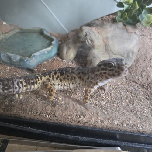 A l'adoption - gecko léopard #2
