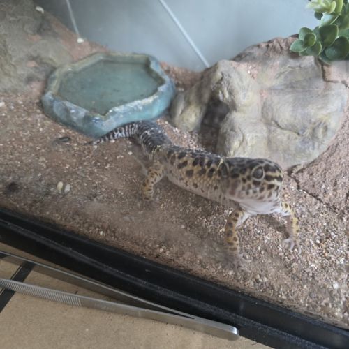 A l'adoption - gecko léopard #3