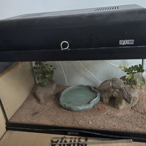 A l'adoption - gecko léopard
